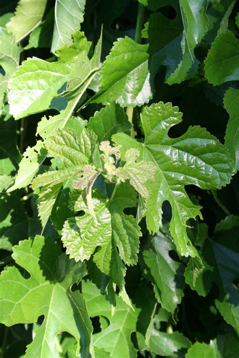 fruitless weeping mulberry tree.